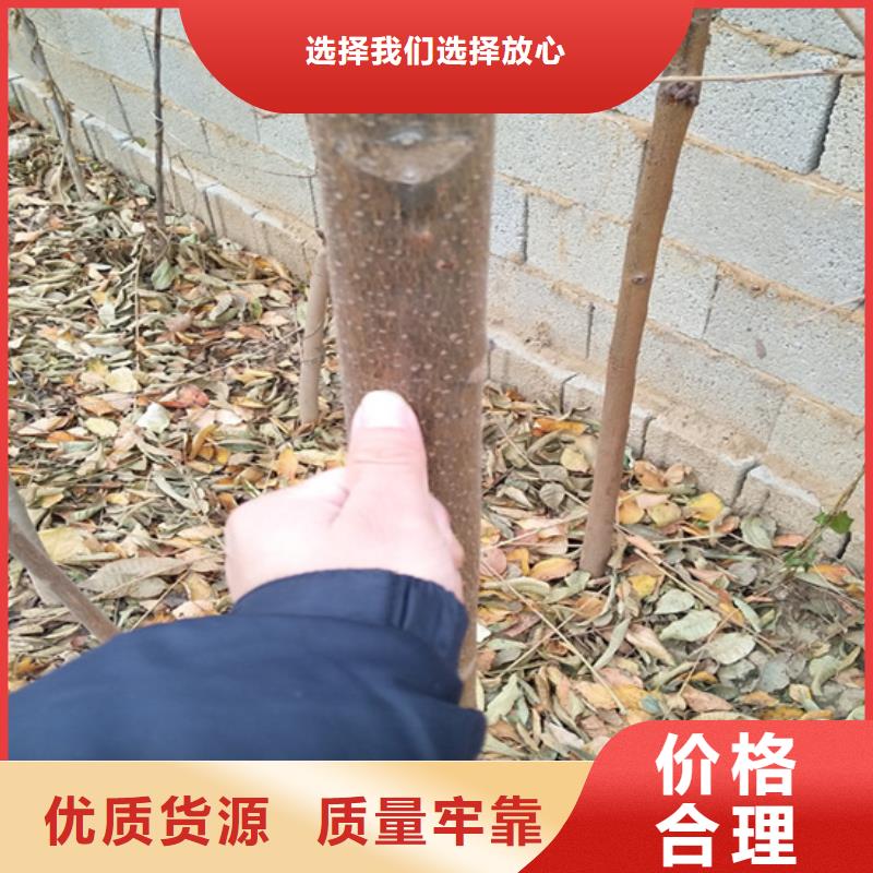 香椿【猕猴桃苗】专业设计定制不额外收费