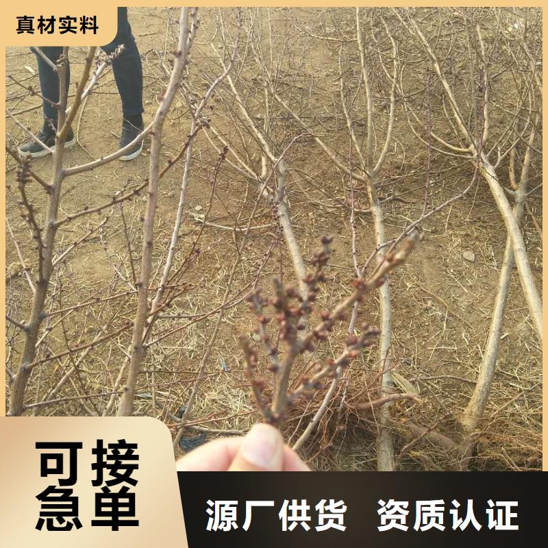 杏【苹果苗】一站式供应的图文介绍