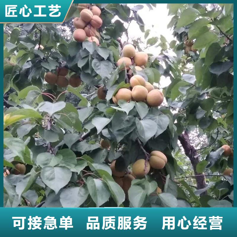 杏红石榴苗基地您想要的我们都有来图定制