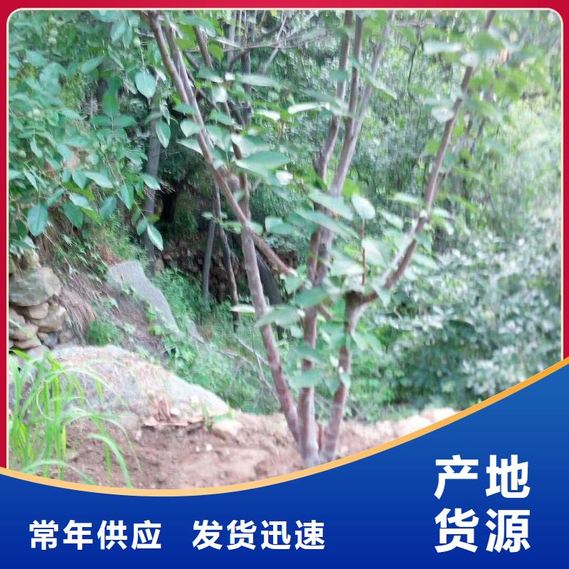 杏嘎啦苹果质检合格发货当地公司