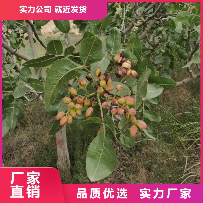 开心果【红颜草莓】价格低同城货源