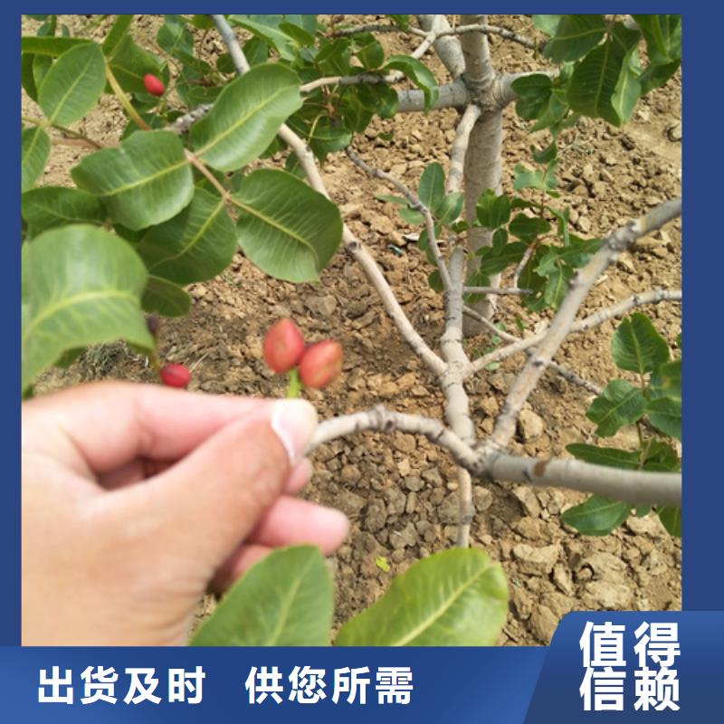 开心果苹果苗随到随提性价比高