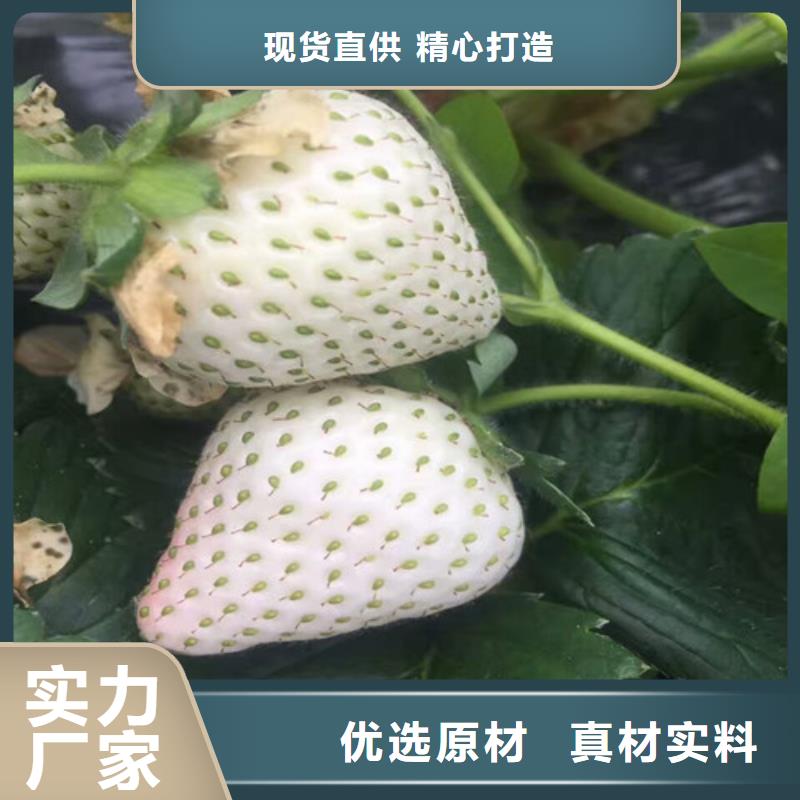 草莓苗果树苗质量优选现货