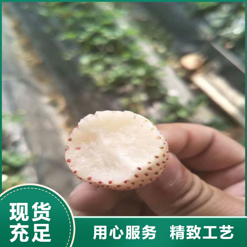 【草莓苗】果树苗品种全量大更优惠