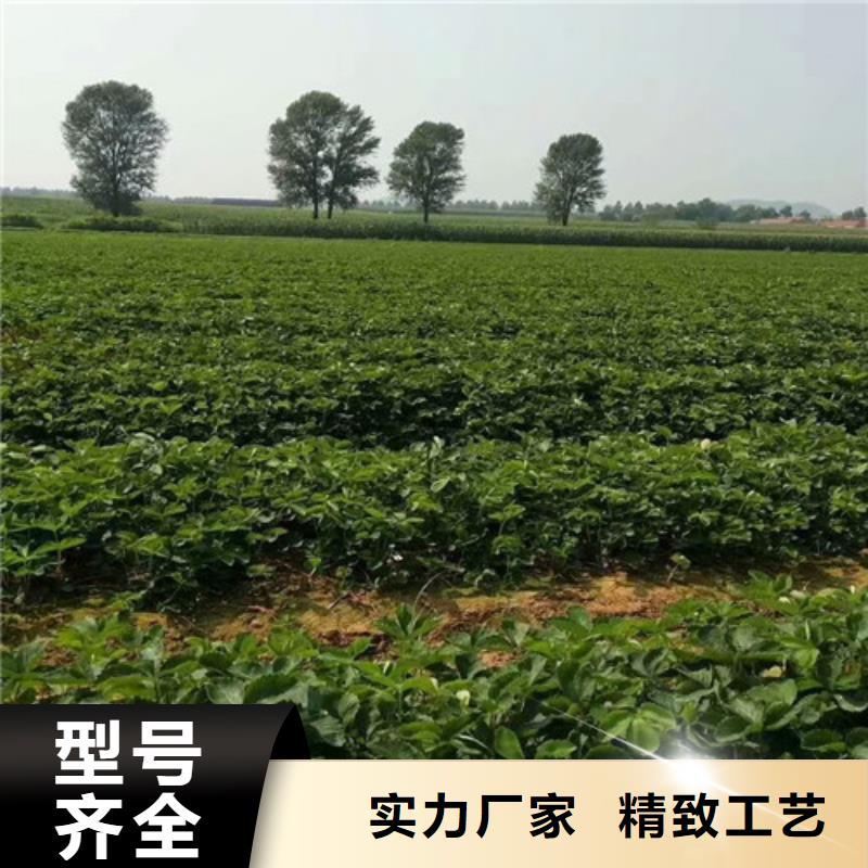 草莓苗桃树苗层层质检厂家规格全