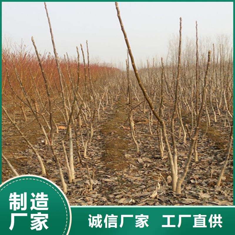 【核桃苗-黑珍珠草莓苗工厂直销】好品质售后无忧