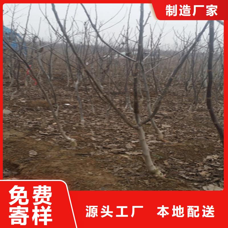 核桃苗无花果树苗货到付款源头厂家量大价优