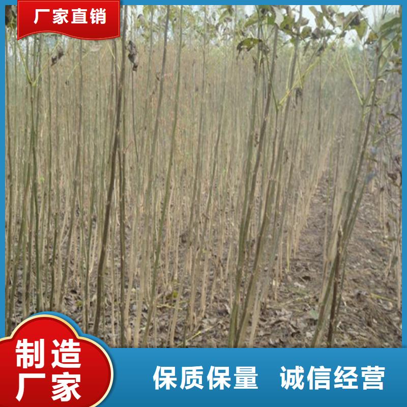 核桃苗甜柿子树苗适用范围广大量现货