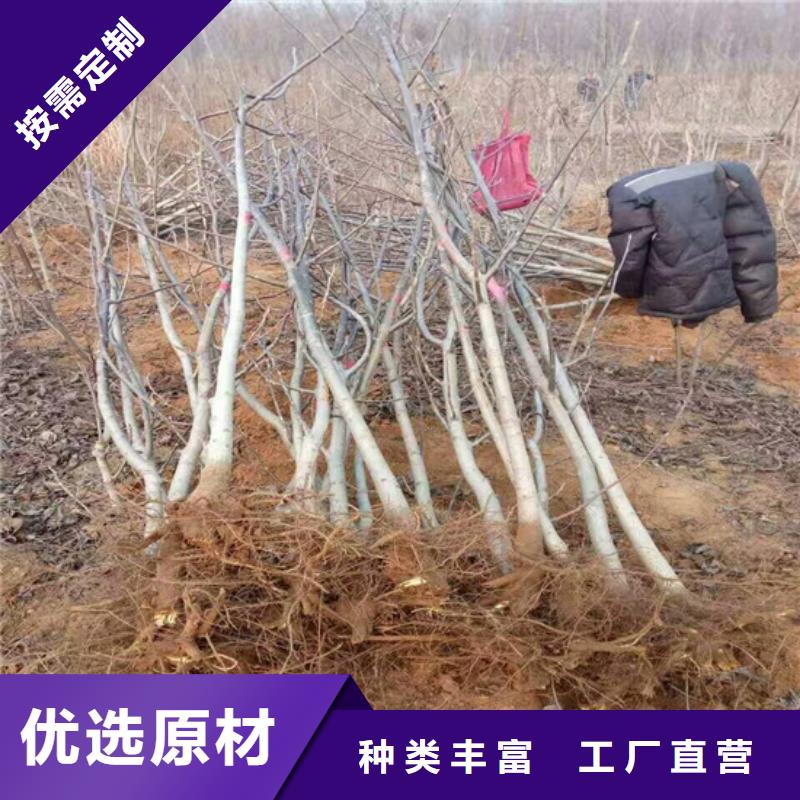 核桃苗【草莓苗价格】用心制造附近制造商