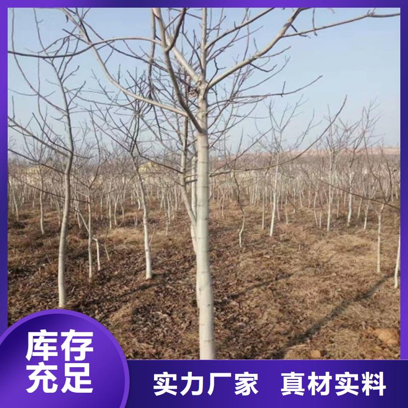 【核桃苗】-桃树苗基地供应采购N年专注