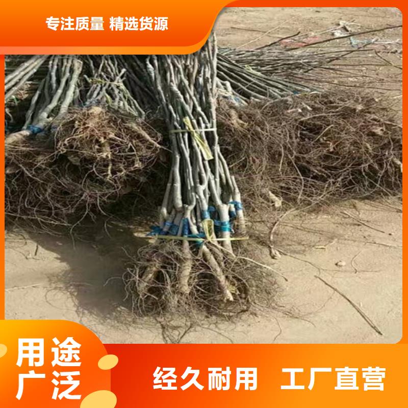 【核桃苗】-蟠枣树苗欢迎来厂考察优质工艺