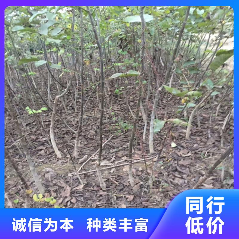 核桃苗_【无花果树苗】品类齐全当地生产商