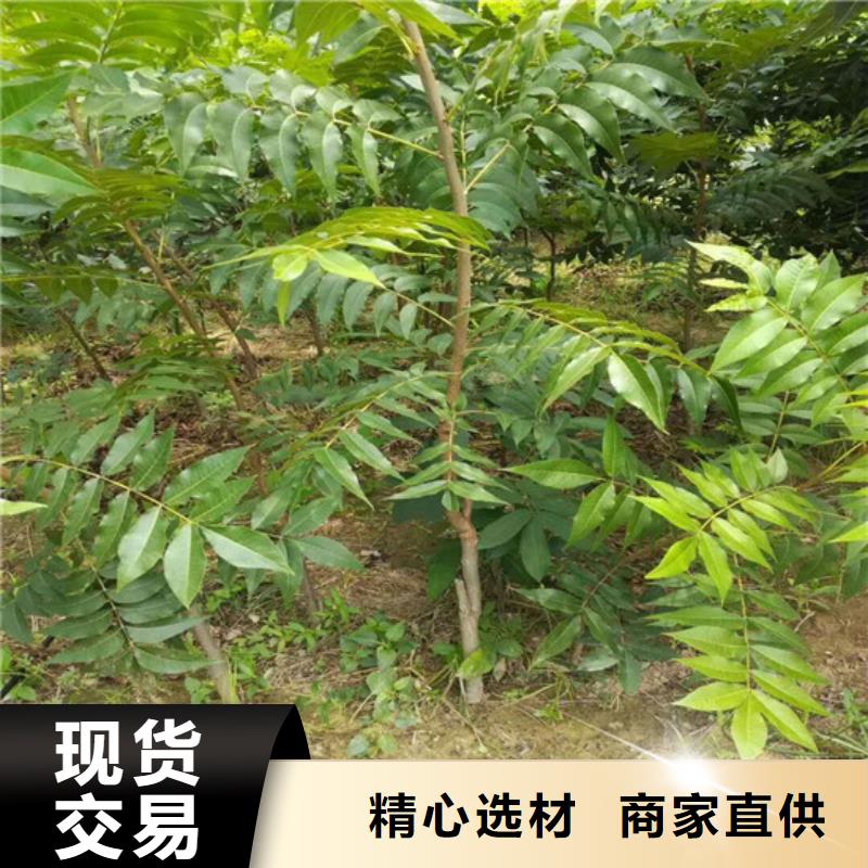 核桃苗,大棚草莓苗选择大厂家省事省心质量好