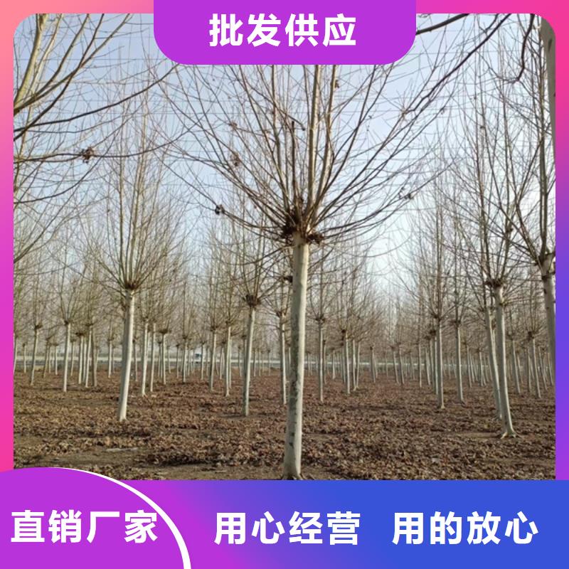 法桐_秋紫白蜡质优价保畅销本地