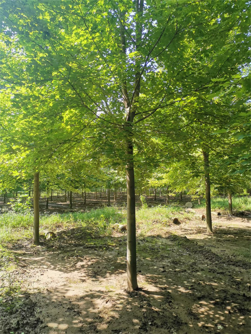 法桐行情质量保证绿化乔木