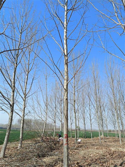 造型法桐质量可靠绿化乔木