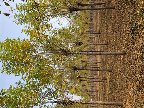 榆林优选值得信赖的造型法桐生产厂家