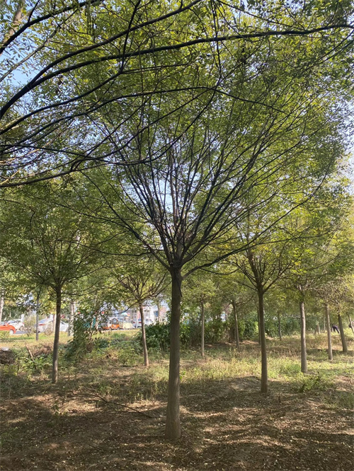 海东直销造型法桐质量可靠绿化乔木