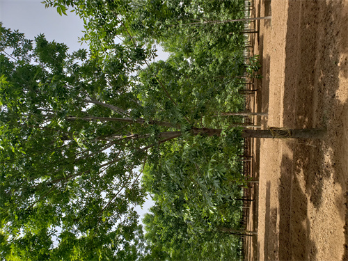 速生法桐种植基地绿化苗木