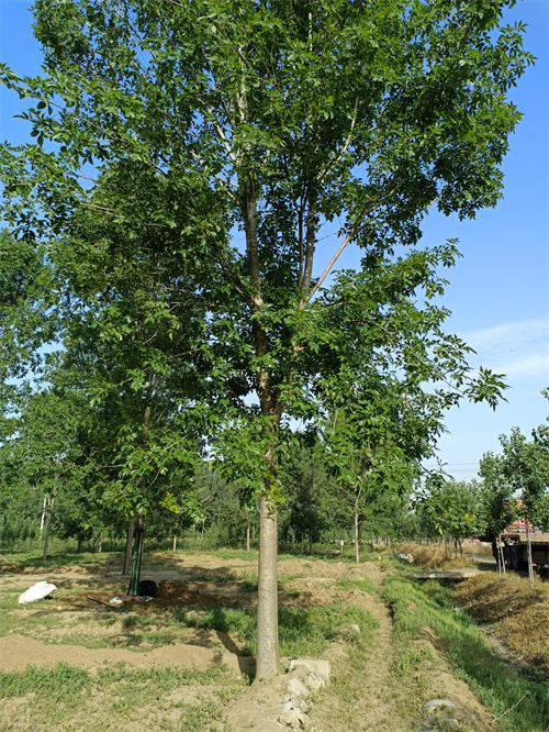 法桐种植基地绿化苗木