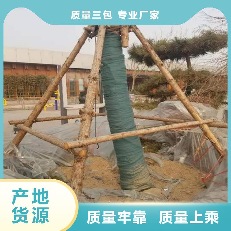 裹树布【土工布】适用场景当地货源