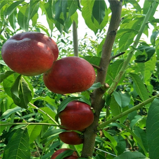 映霜红桃树苗品种多样