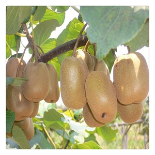 福建附近软枣猕猴桃苗生长习性