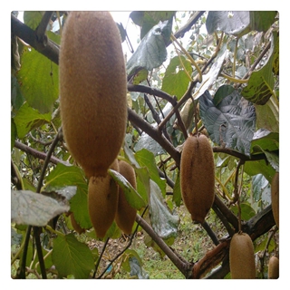 软枣猕猴桃苗繁育方法
