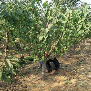 黑珍珠樱桃苗种植基地