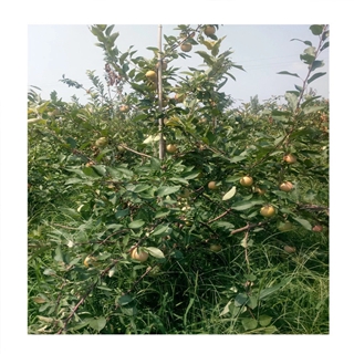 维纳斯黄金苹果苗种植基地