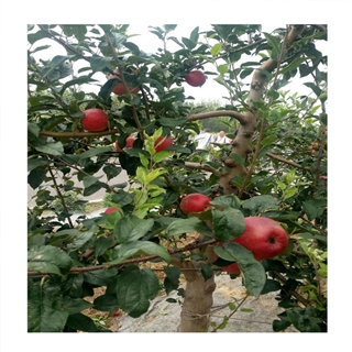 蛇果苹果苗栽植技术