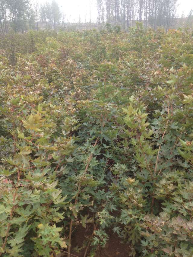 钦州优选2公分香椿苗种植基地