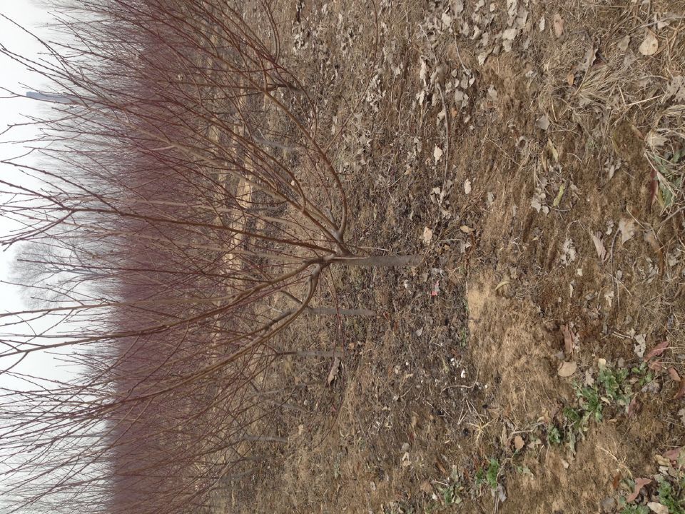 2公分香椿苗德州周边种植基地