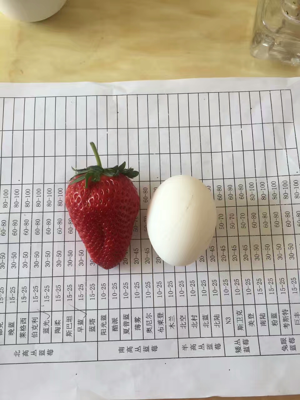 大赛草莓苗规格多样
