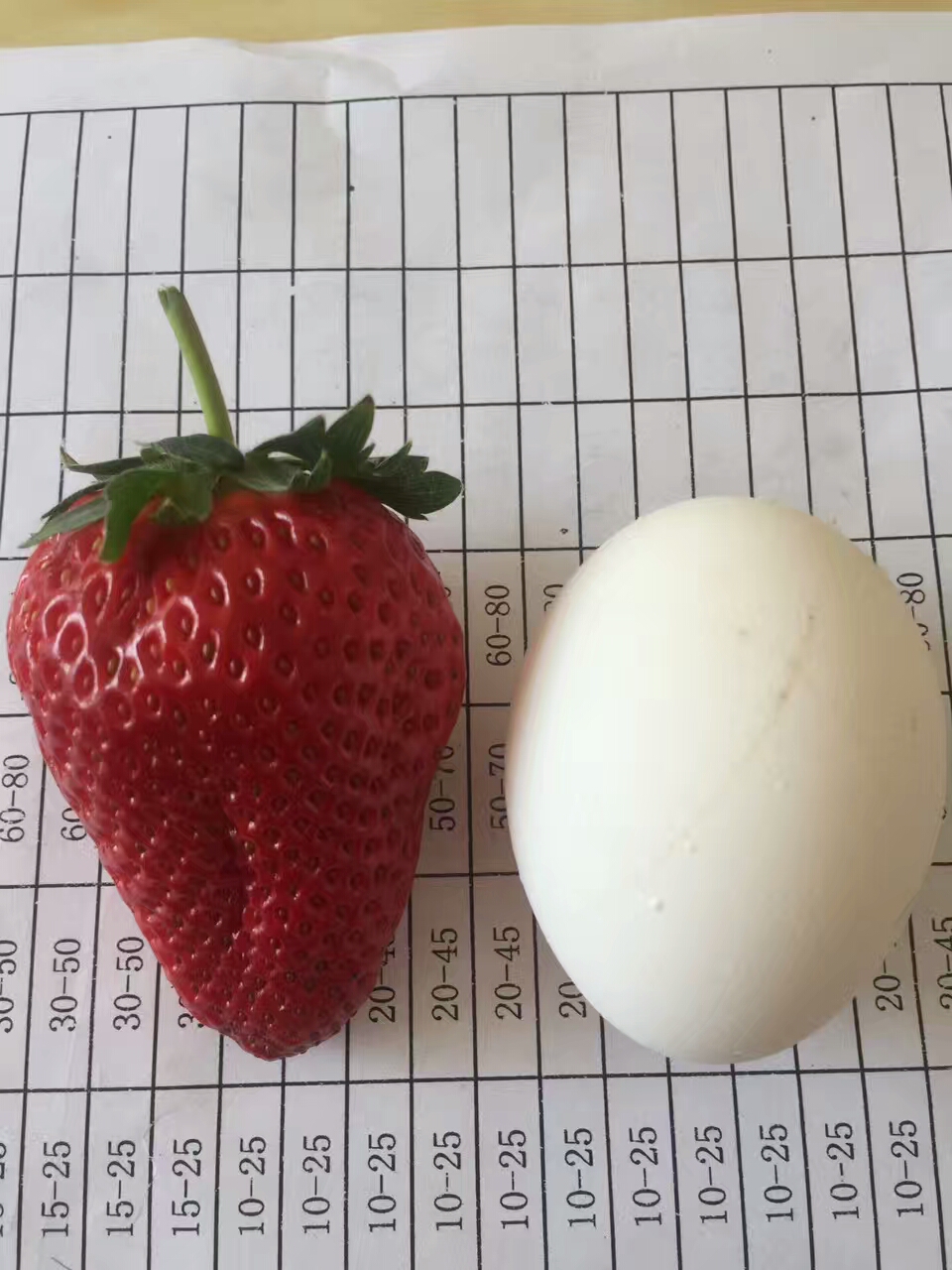 四季草莓苗规格多样