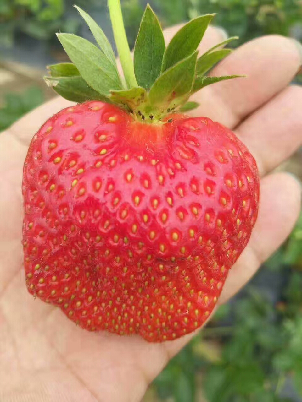 白草莓苗培养基地